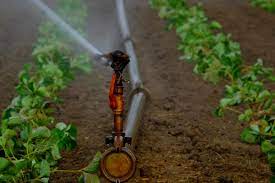 La micro-irrigation : quels sont ses avantages et contraintes ?