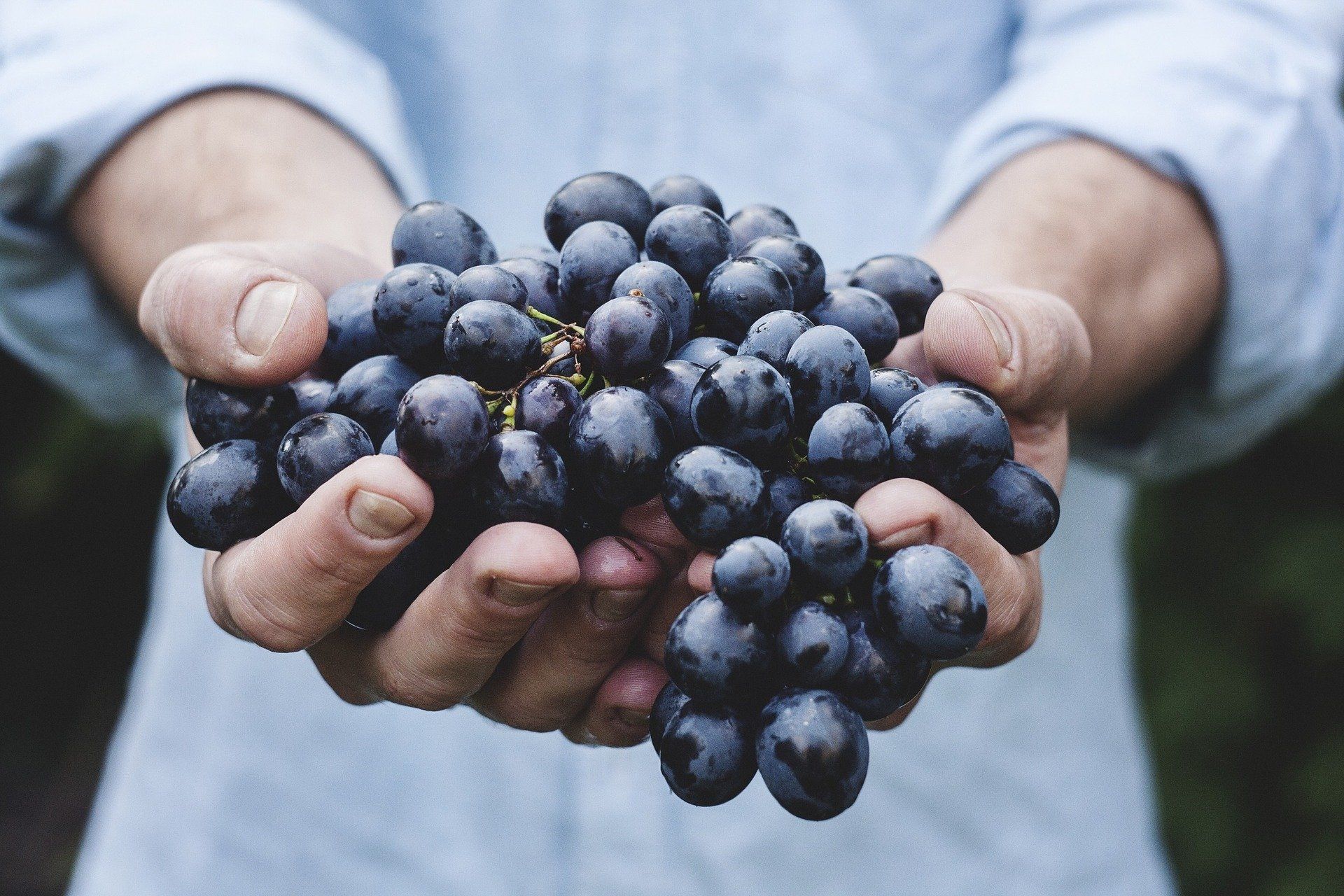 La récolte du raisin dans le Bordelais : entre sécheresse et orages
