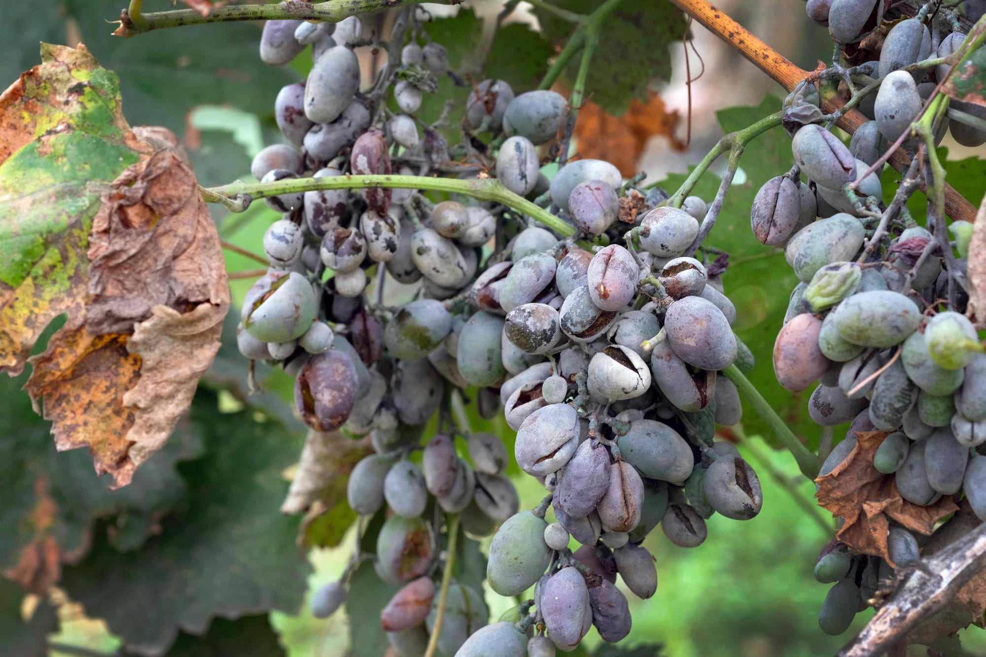 Comment lutter contre l’Oïdium de la vigne?