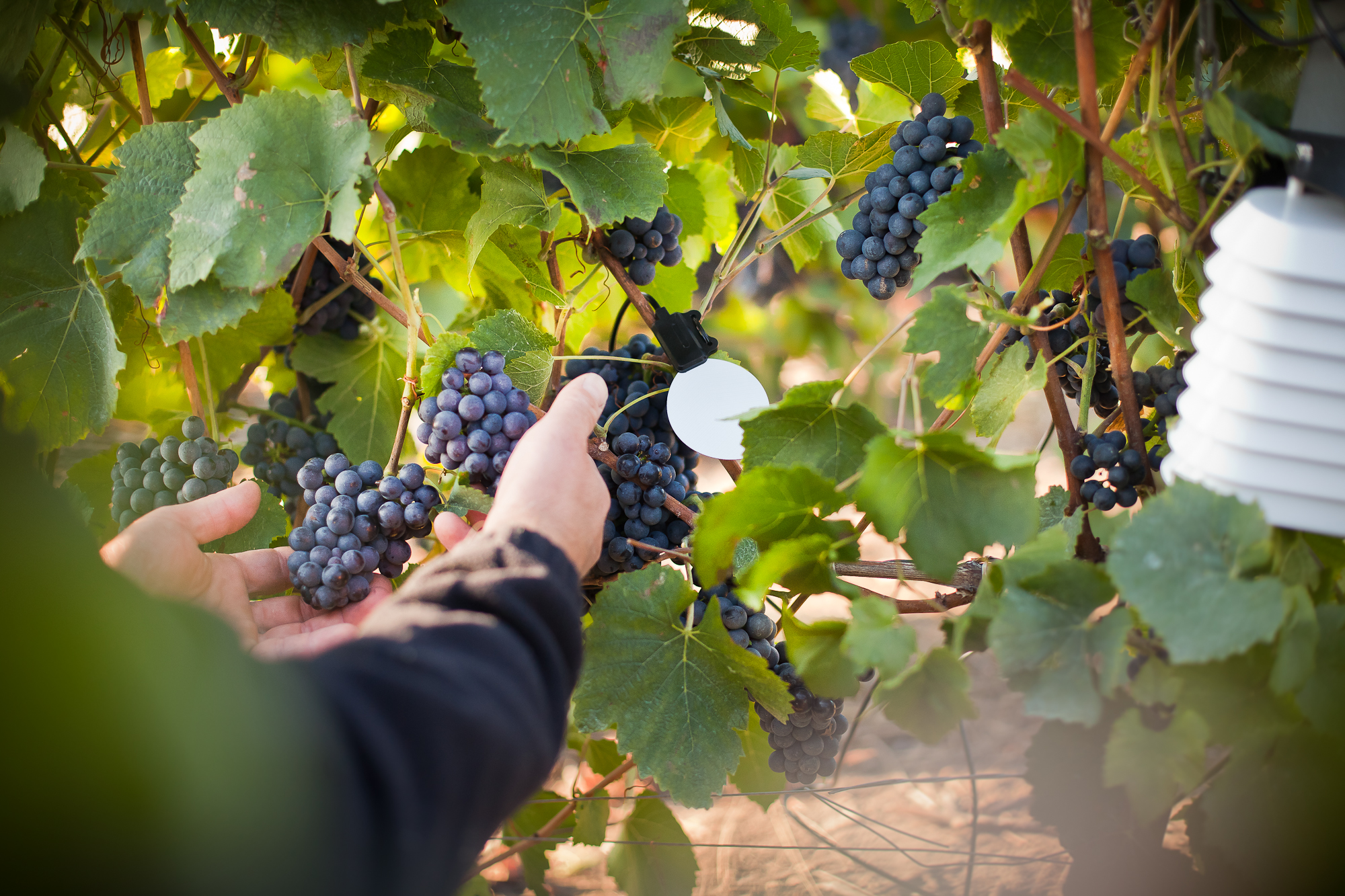 Quels travaux agricoles réaliser sur la vigne pendant l’été ?