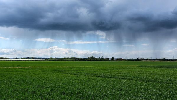 La pluie inonde la moisson, les récoltes retardées