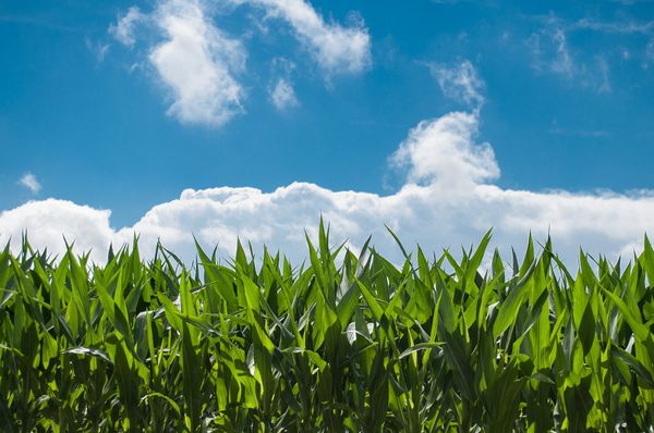 La gestion de l’irrigation du maïs