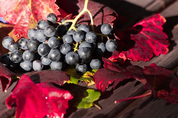 Les vendanges 2020 : tour d’horizon