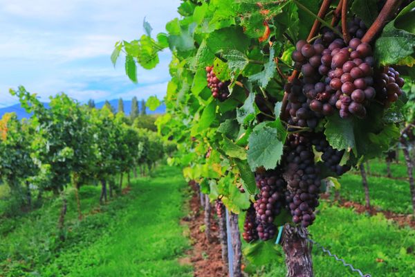 Les vendanges débutent dans le Languedoc !