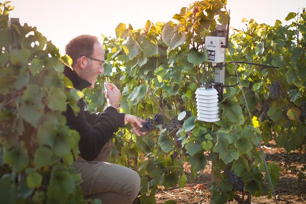 La météo, facteur clé du développement des maladies de la vigne