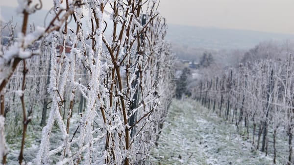 Le froid de retour en France : des gelées observées dans les vignobles