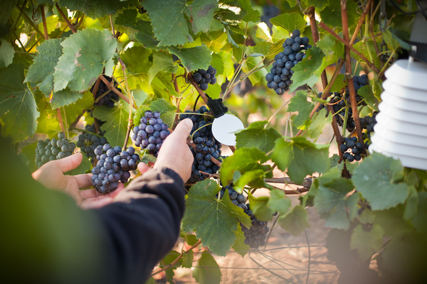 Quels travaux agricoles réaliser sur la vigne pendant l’été ?